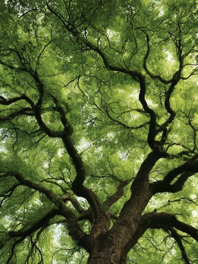 Canopy Tree Crown Nature Print.