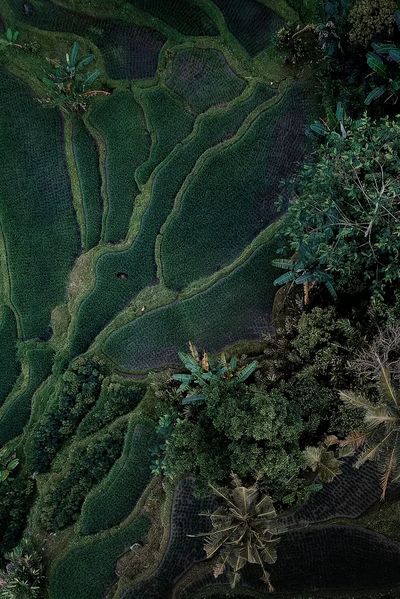 Aerial view hanging rice fields.