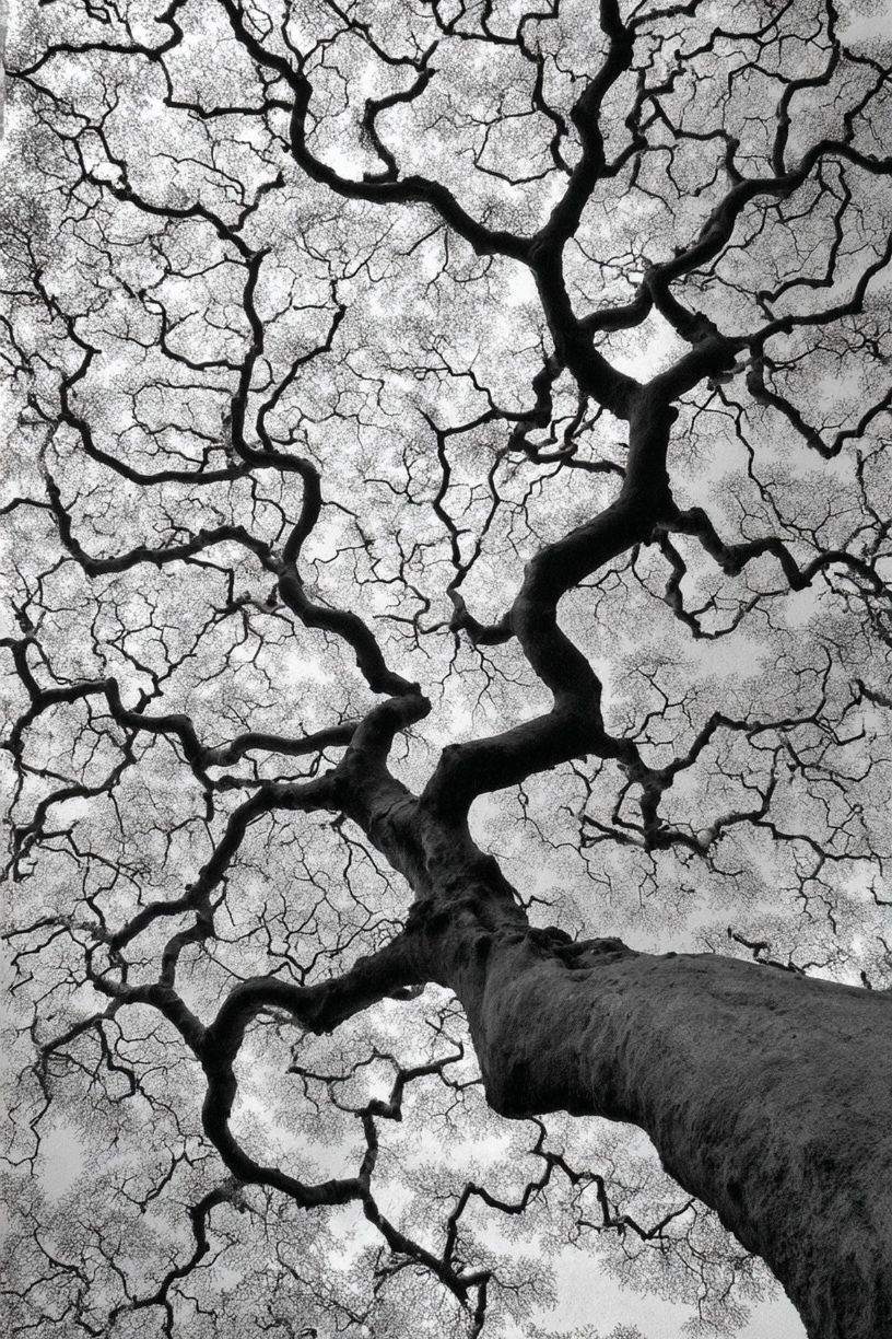 Twisted Tree Canopy Black-White Poster. poster detail