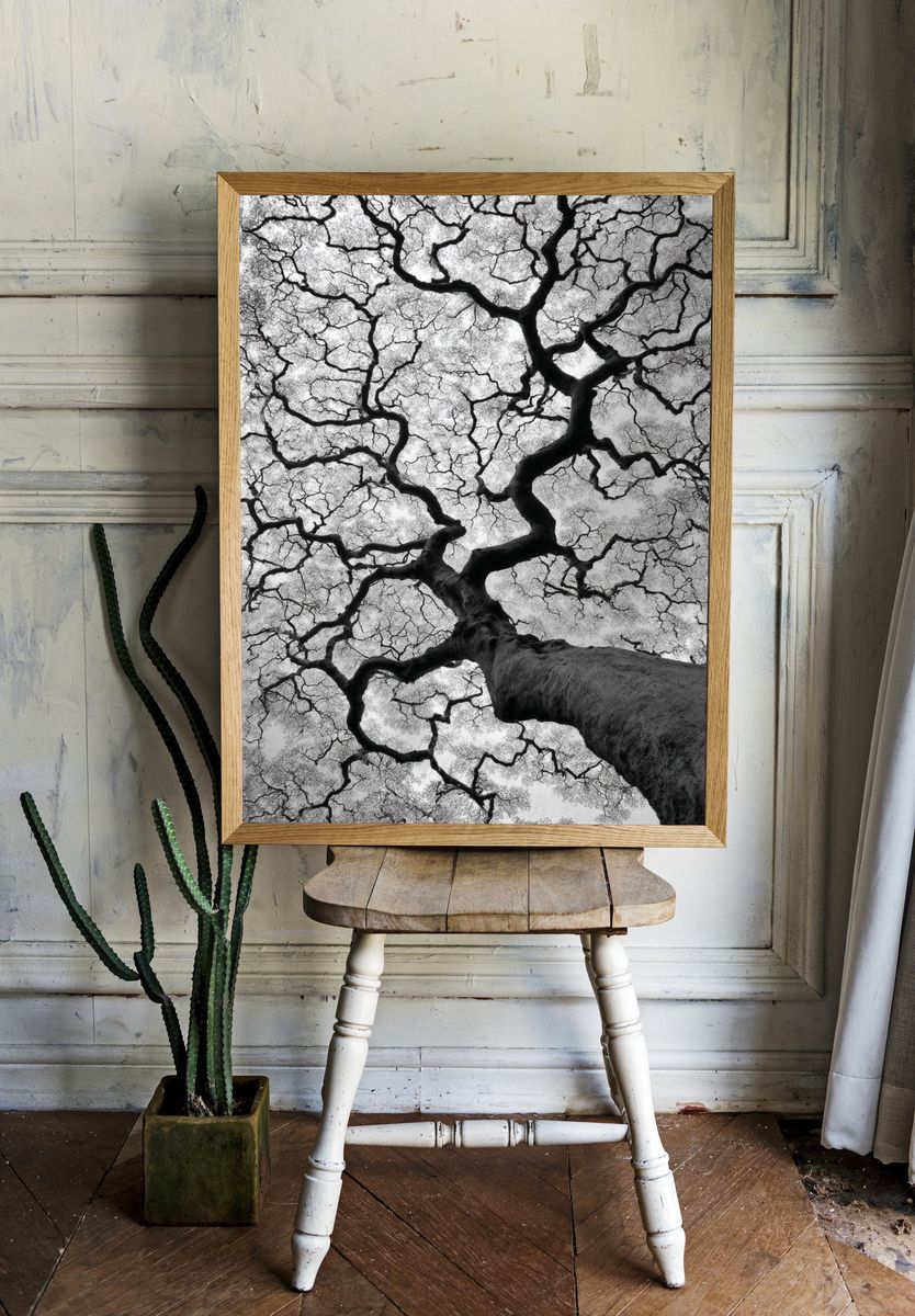 Twisted Tree Canopy Black-White Poster. room preview