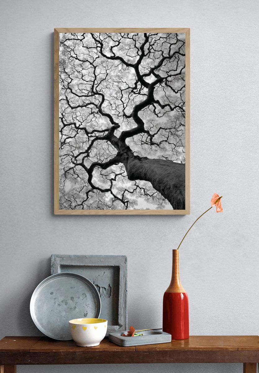 Twisted Tree Canopy Black-White Poster. — room view 3