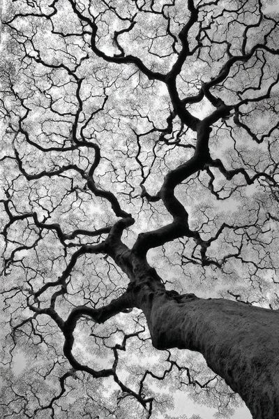 Twisted Tree Canopy Black-White Poster.