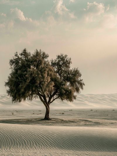 Solitary Desert Tree Nature Print.