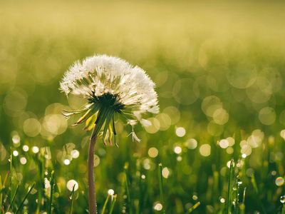 Dandelion Dewdrop Nature Poster