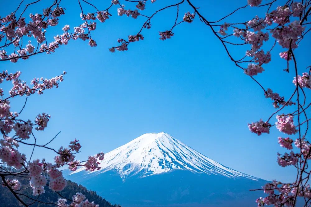 Blooming pink blossom branches Fuji. poster — nature art