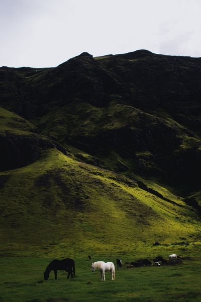 Horses in a Green Meadow — Nature Print. poster
