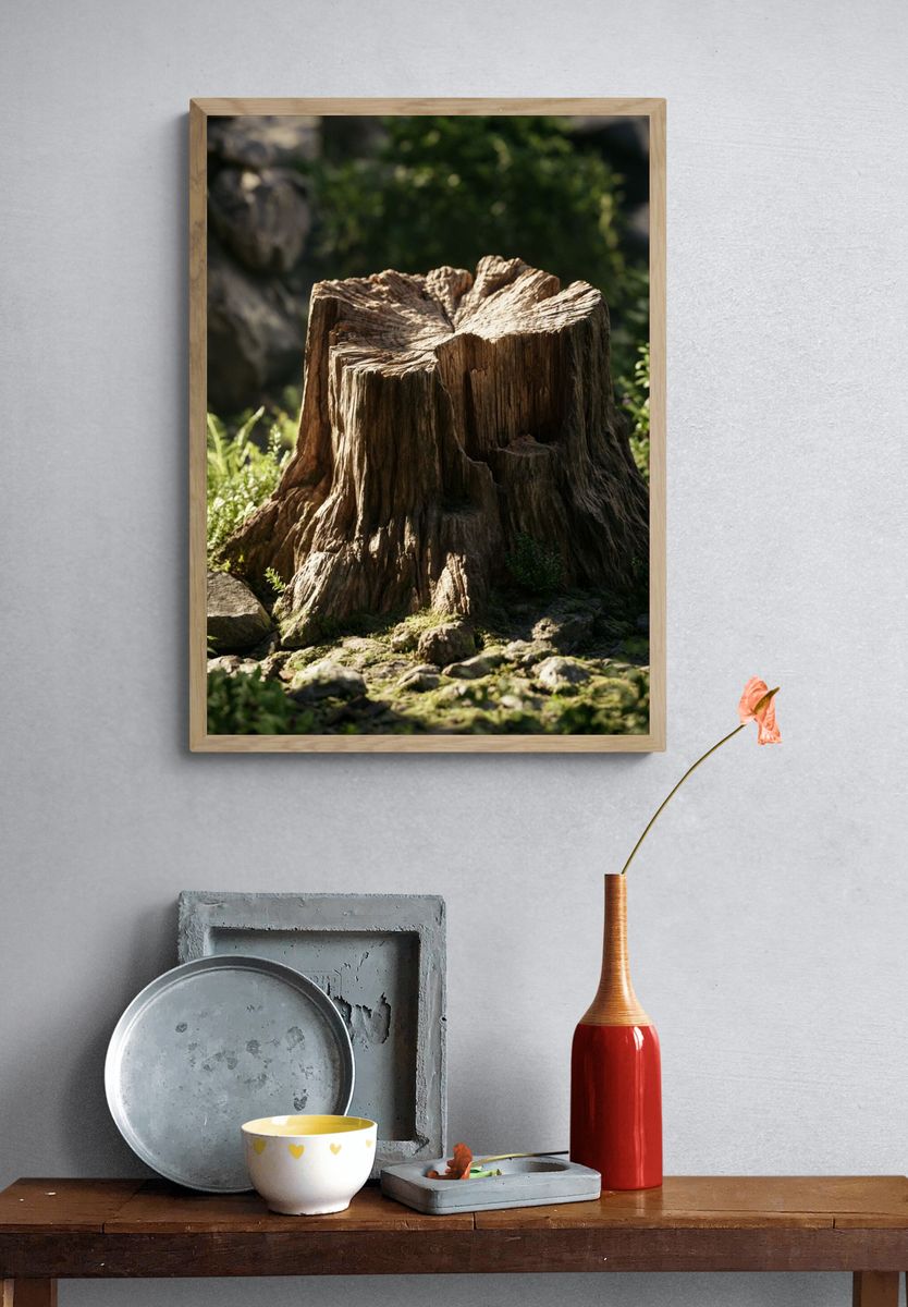 Forest Tree Stump Photography Print. — room view 3