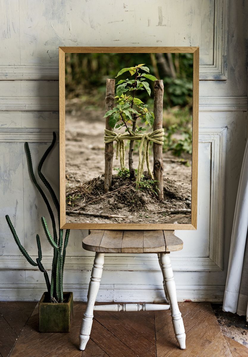 Young Sapling in Forest Photography Poster. room preview