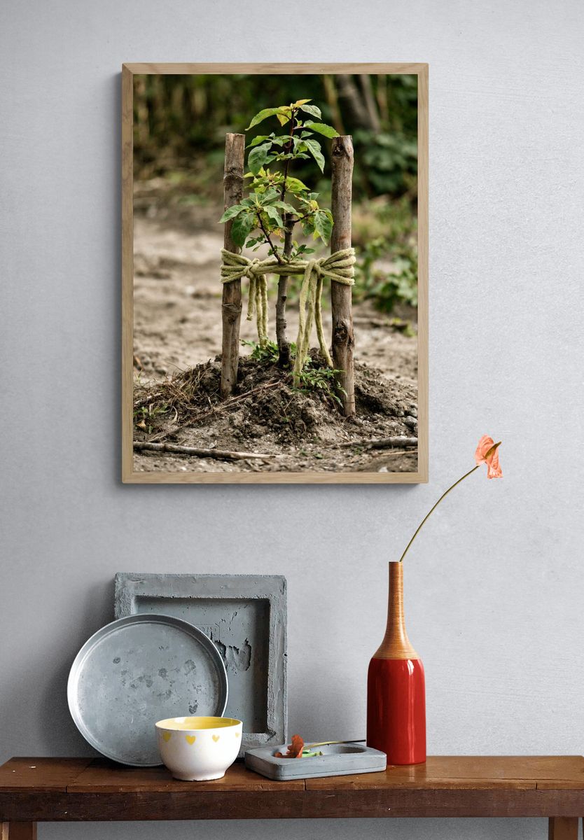 Young Sapling in Forest Photography Poster. — room view 3