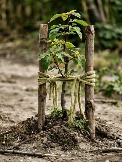 Young Sapling in Forest Photography Poster. poster