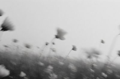 Blurred Wildflowers Black-White Print