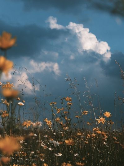 Wildflower Meadow Sky Print.