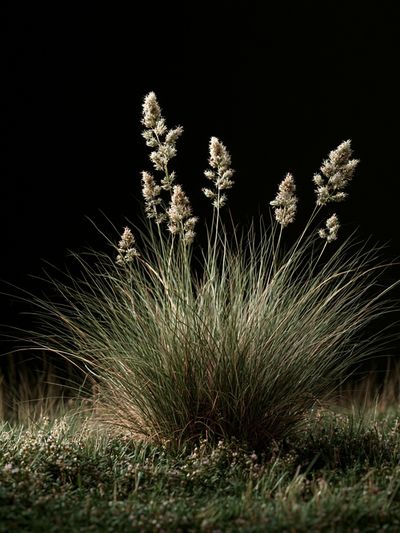 Wild Grass at Night Poster.