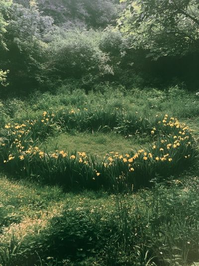 Wild Garden Circle Photography Poster.
