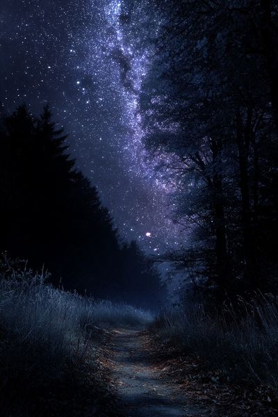Starry Forest Path Print. poster