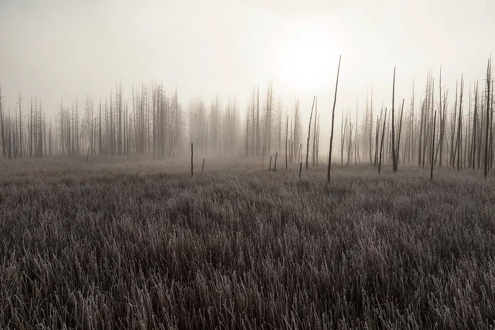 Misty Burnt Forest Landscape Print. poster — nature art