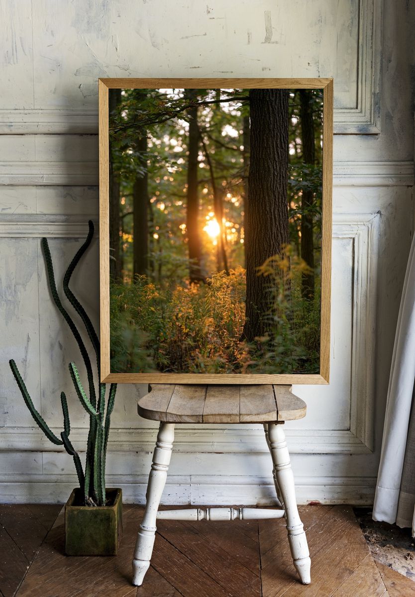 Sunlit Forest at Dawn Poster. — room view 1