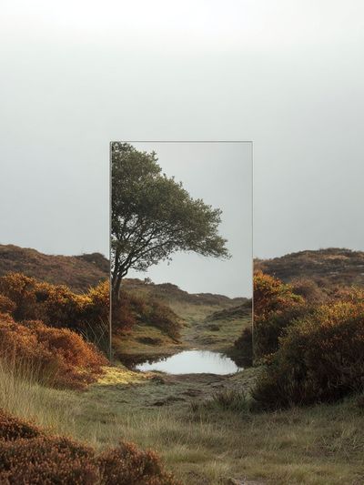 Misty Moorland Tree Poster. poster