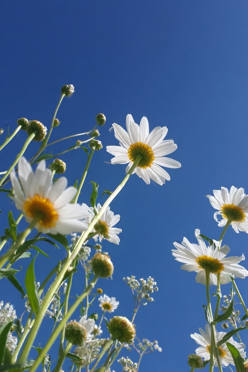 Daisy Field — Nature Photography Poster. poster detail