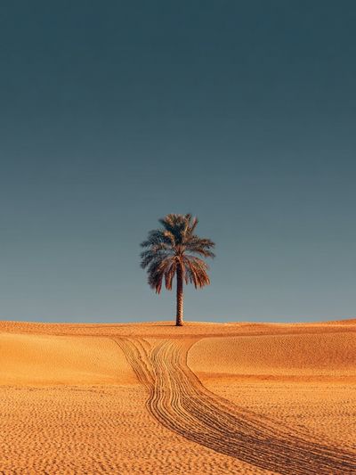 Solitary Palm Desert Print. poster