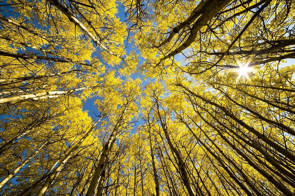 Aspen Grove Sunburst. poster detail