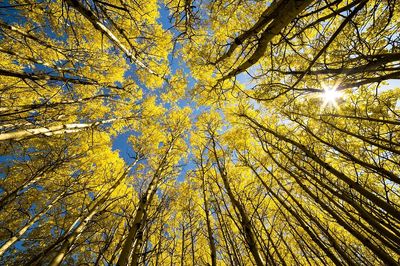 Aspen Grove Sunburst. poster print