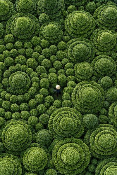Topiary Garden Aerial Print.