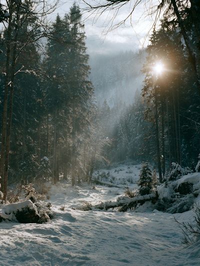 Snowy Forest Sunrise Poster. poster