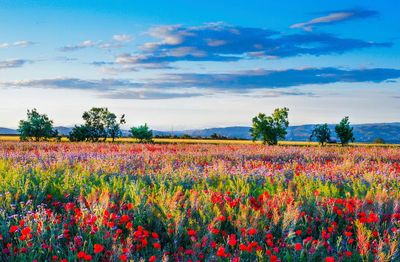 Red poppy field. Free public. poster