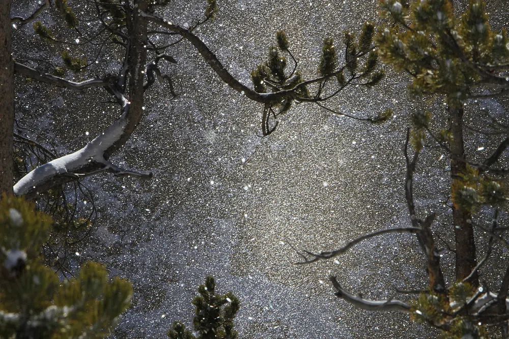 Snowy Forest Reflection Poster. poster — nature art