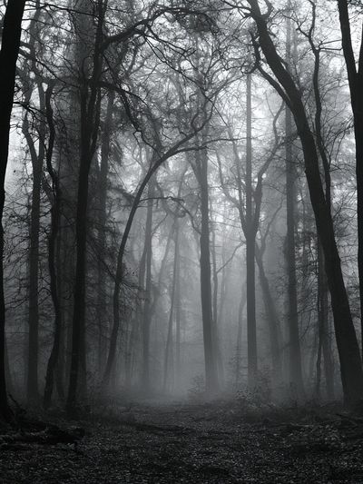 Misty Forest Path Photography Poster.