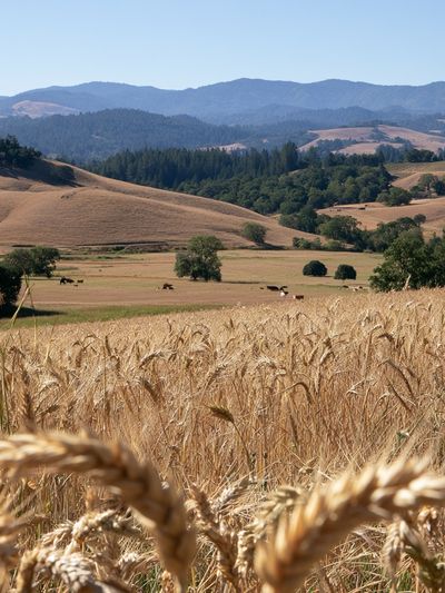 Golden Wheat Hills Landscape Print.