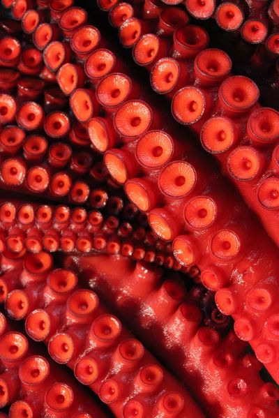 Crimson Octopus Tentacles Print. poster