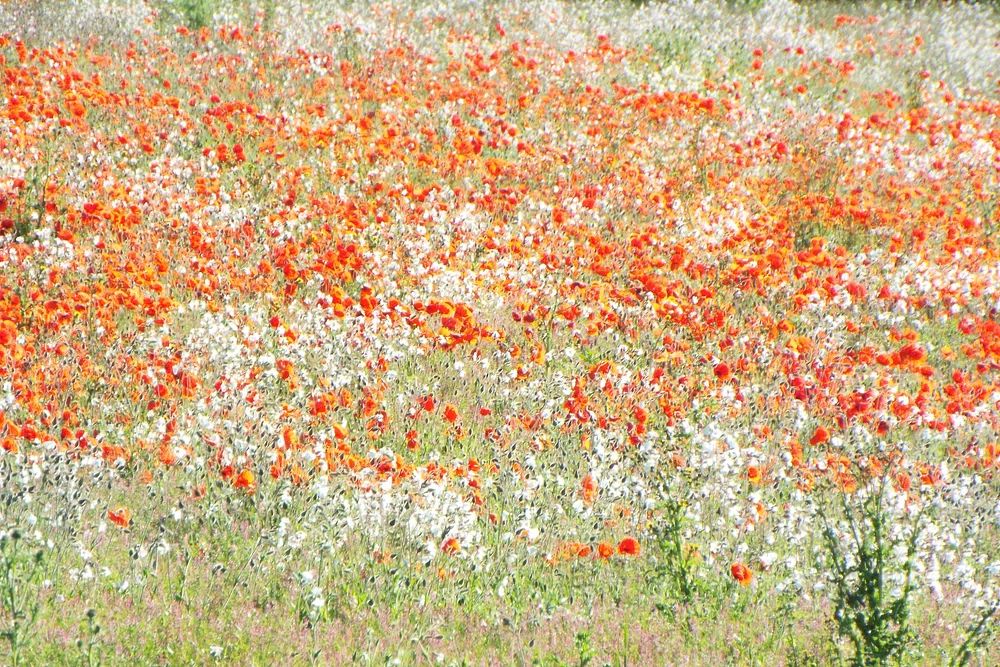vast field white red flowers. poster — nature art