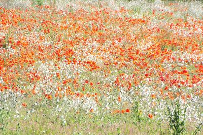vast field white red flowers.