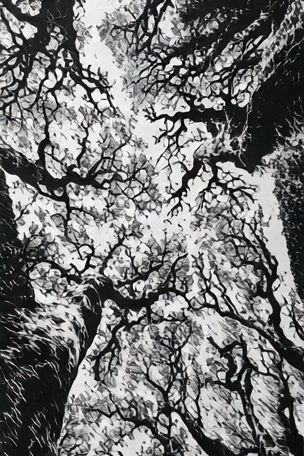 Canopy of Bare Trees Photography Poster. poster detail