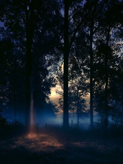 Misty Forest Dawn Poster.