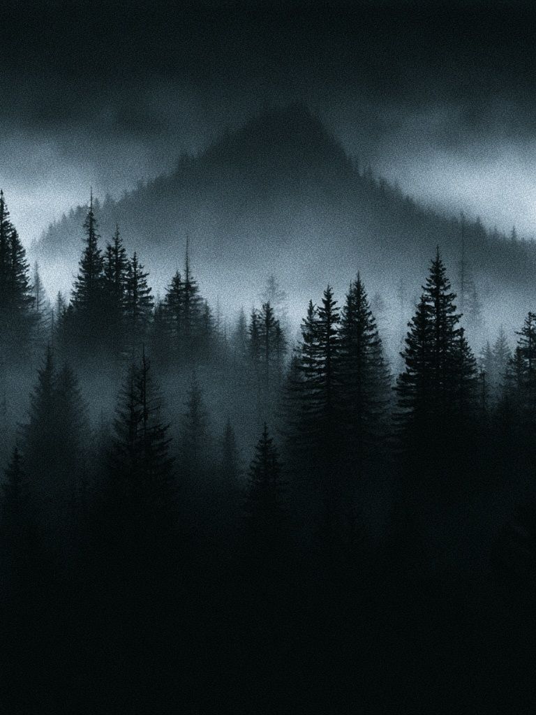 Misty Pine Forest — Photography Print. poster detail