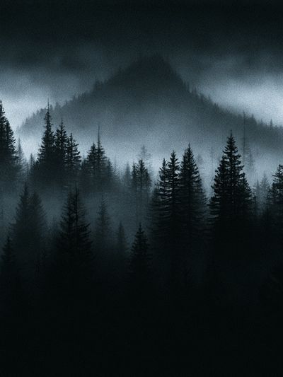 Misty Pine Forest — Photography Print.