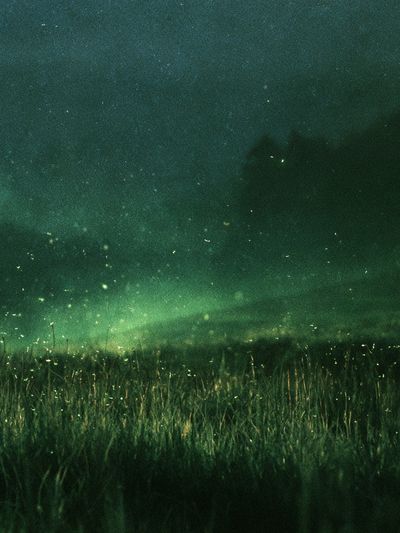 Firefly Meadow Night Poster.