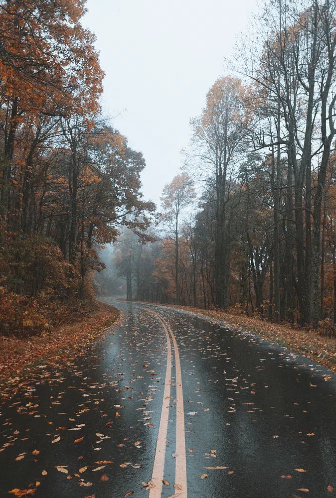 Autumn Road — Nature Print. poster detail