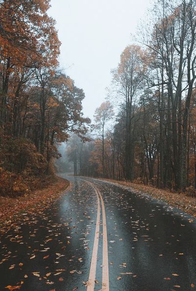 Autumn Road — Nature Print