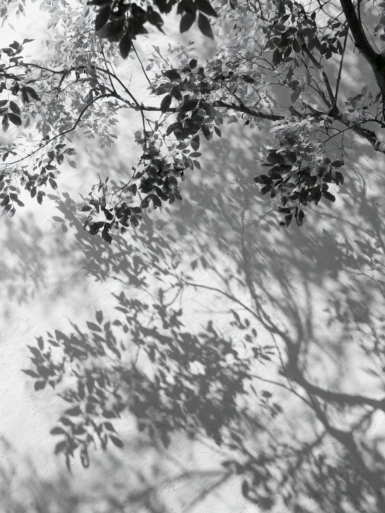 Tree Shadows Black-White Print. poster detail