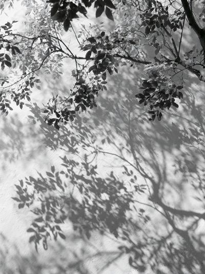 Tree Shadows Black-White Print. poster