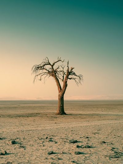 Solitary Desert Tree Poster. poster