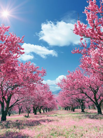 Pink Cherry Blossom Orchard Poster.