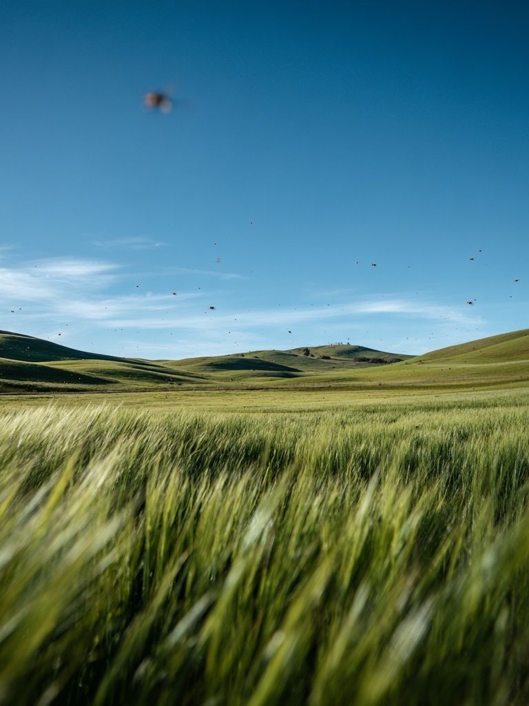 Lush Green Fields Under Blue Sky — Nature Print. poster — nature art