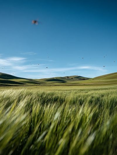 Lush Green Fields Under Blue Sky — Nature Print. poster