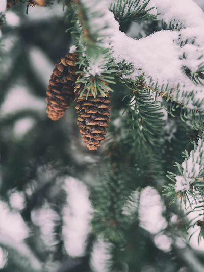 Snowy Pinecones — Nature Print
