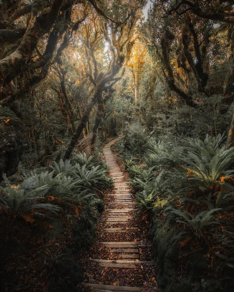 Pathway New Zealand tropical jungle. poster detail